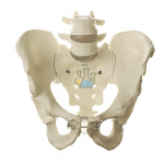 Male pelvic skeleton model